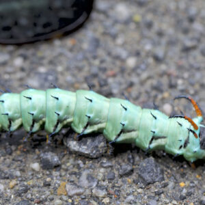 how did the caterpillar get its name and where does the word caterpillar come from