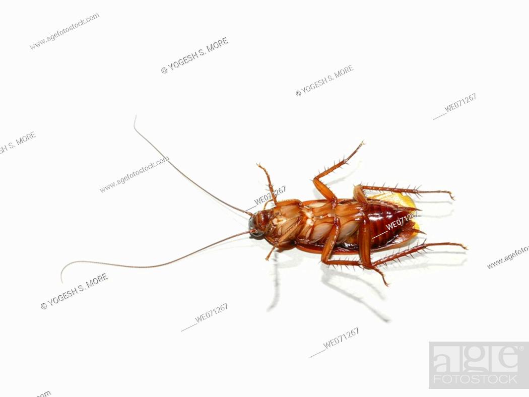 how did the cockroach get its name and where does the word cockroach come from