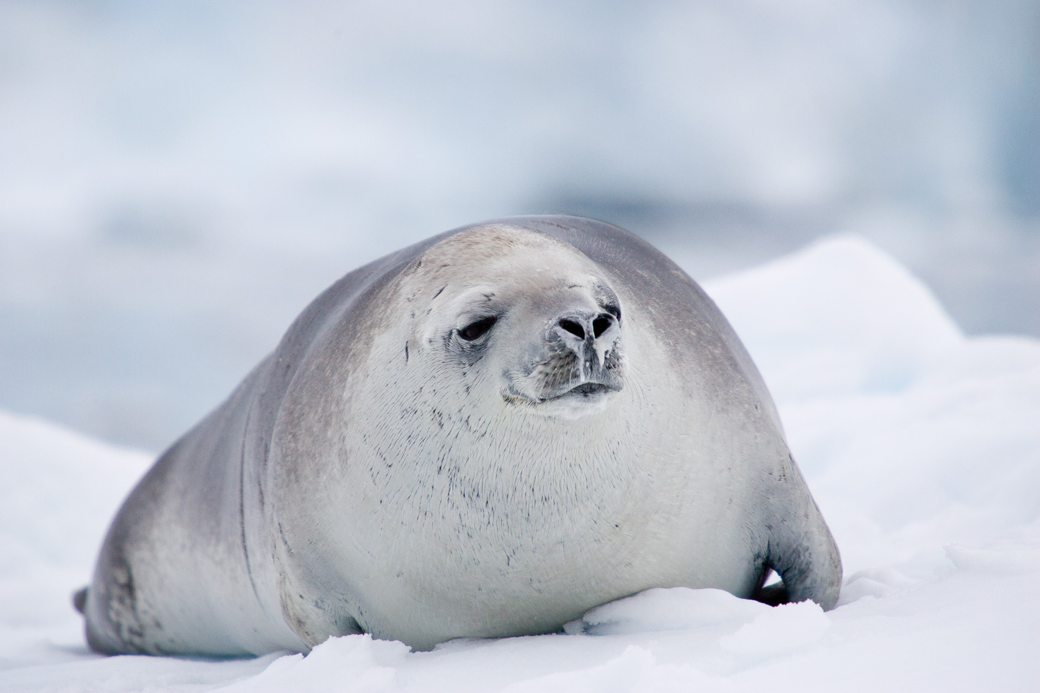 how did the crabeater seal get its name where does it come from and what does it eat