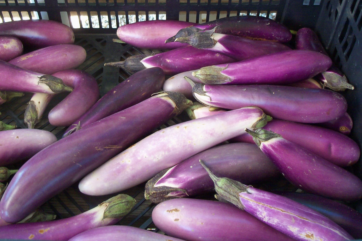 how did the eggplant get its name