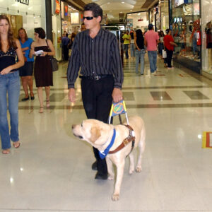 how did the first guide dogs originate and how much does it cost to train with a seeing eye dog