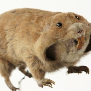 how did the gopher get its name and what does the word gopher mean in french