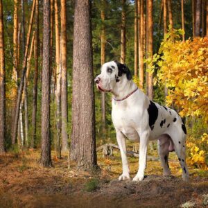 how did the great dane get its name and where did the dog breed originate