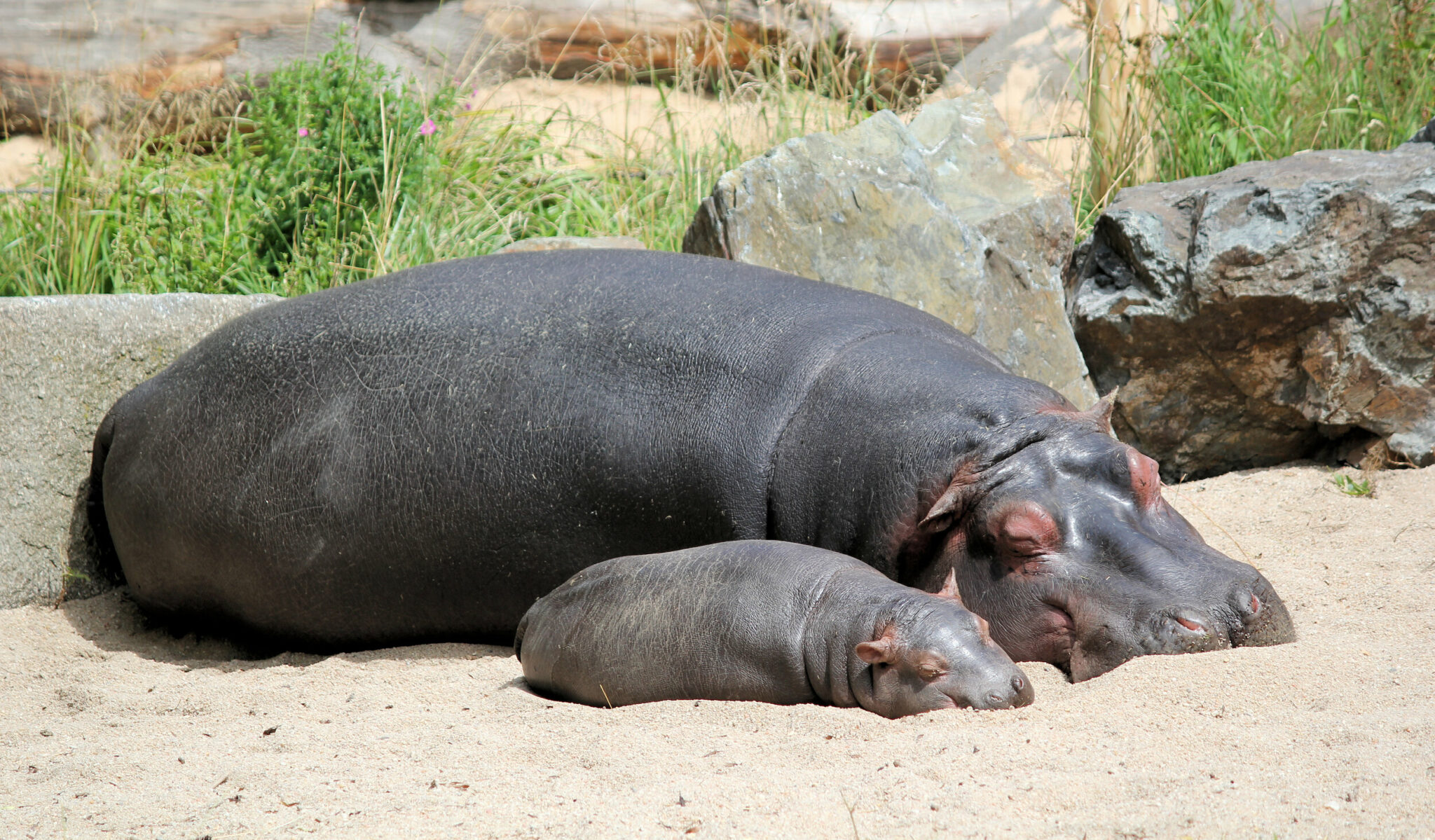 how did the hippopotamus get its name and what does it mean in greek