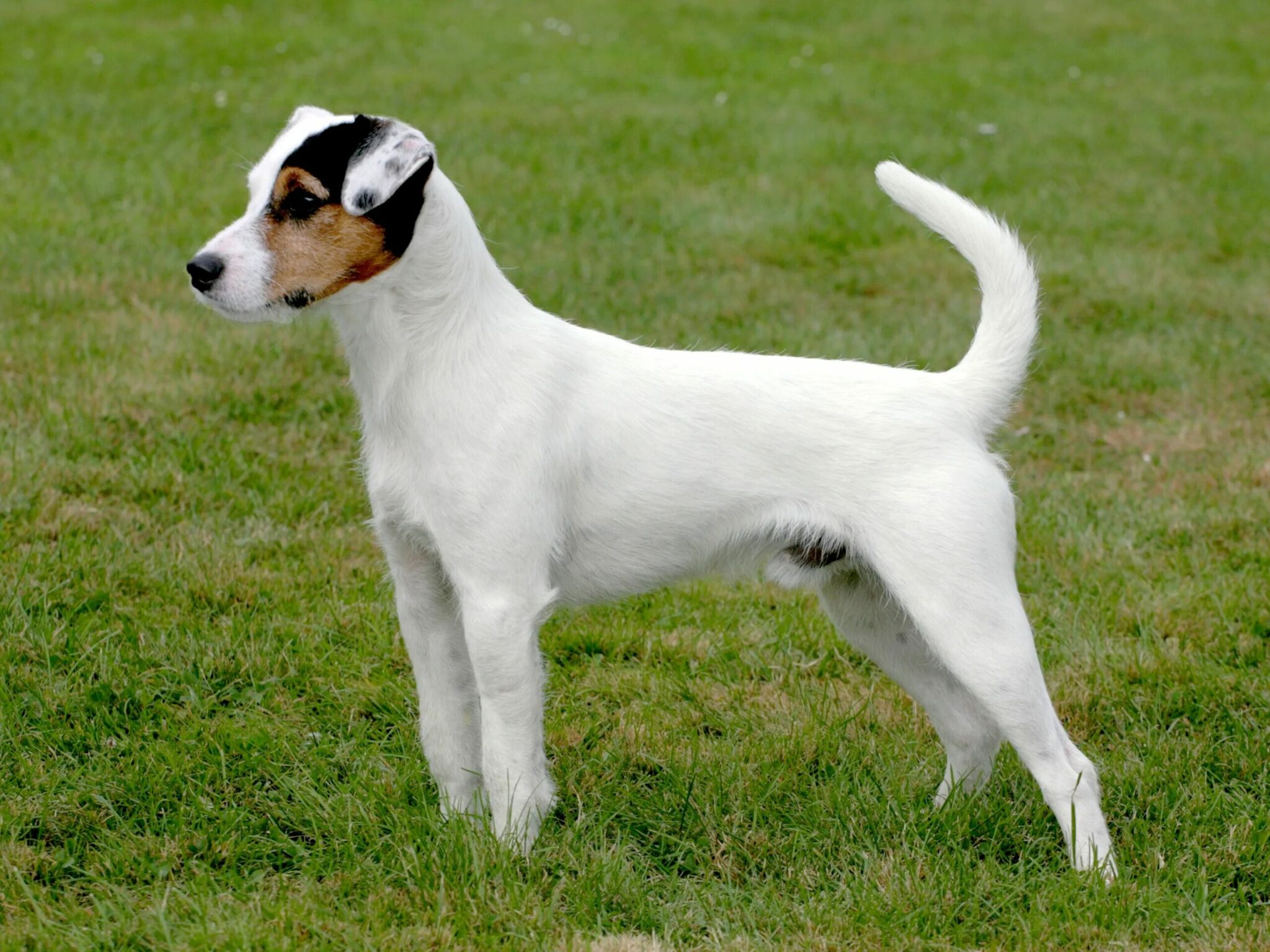 how did the jack russell terrier get its name and where did it come from
