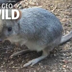 how did the kangaroo rat get its name where does it live and is it a native of australia