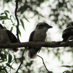 how did the kookaburra get its name where does it come from and what is a gum tree