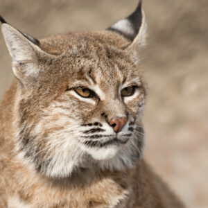 how did the lynx get its name what does it mean in latin and where does the wild cat live