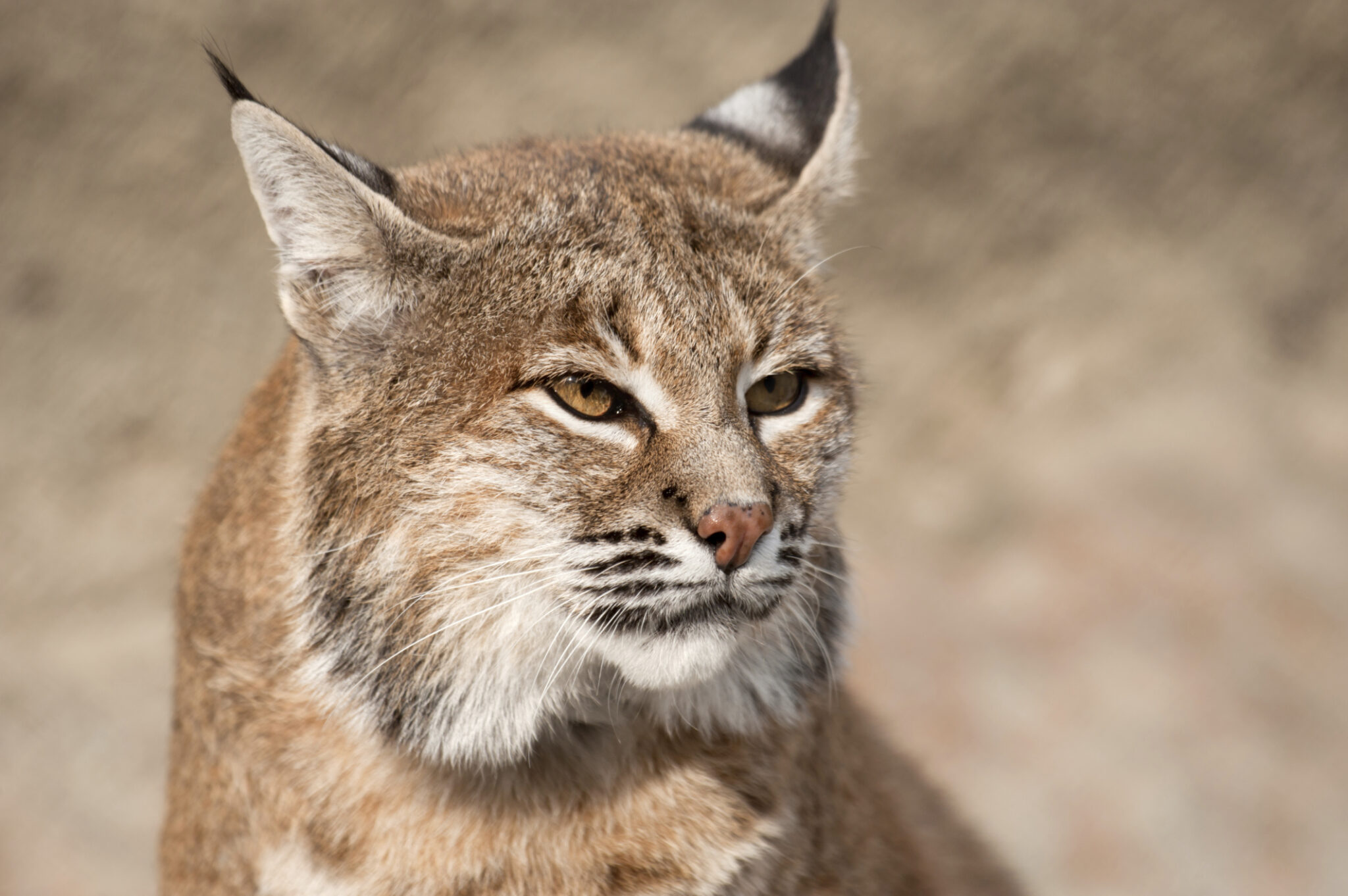 how did the lynx get its name what does it mean in latin and where does the wild cat live