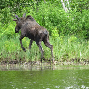 how did the moose get its name and what does moose mean in native american language