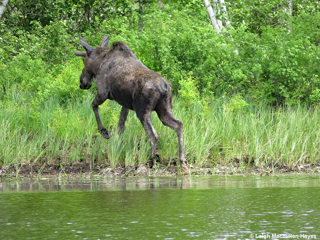 how did the moose get its name and what does moose mean in native american language