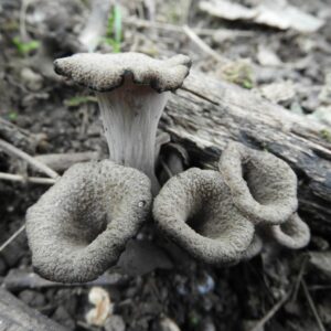 how did the mushroom get its name and where does the word mushroom come from