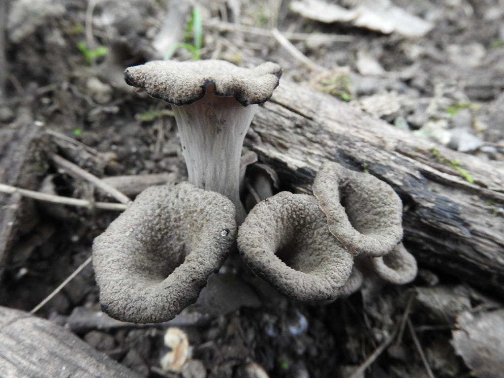 how did the mushroom get its name and where does the word mushroom come from