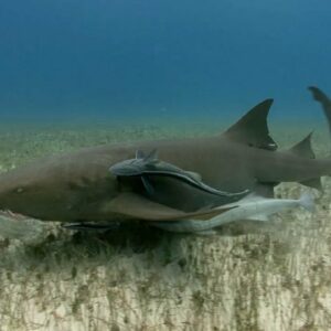 how did the nurse shark get its name where does it live and how big do they get