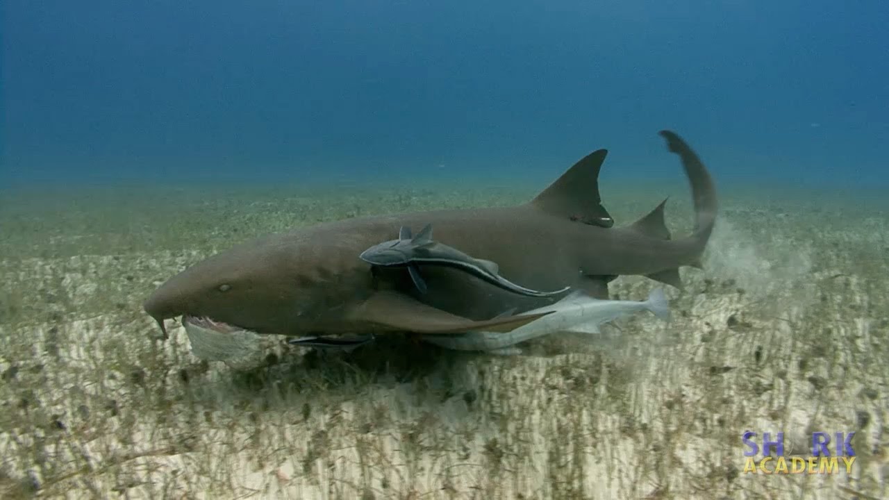 how did the nurse shark get its name where does it live and how big do they get
