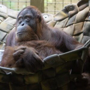 how did the orangutan get its name and what does orangutan mean in malay
