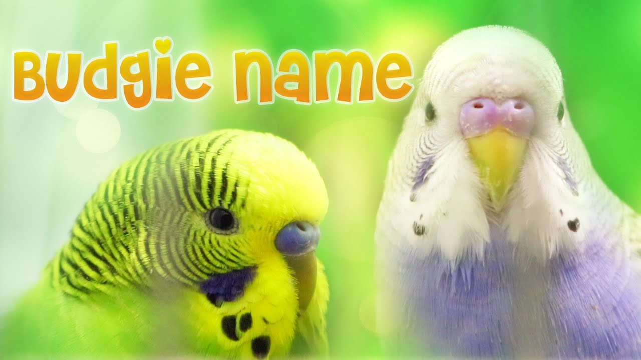 how did the parakeet or budgie get its name and where does it come from