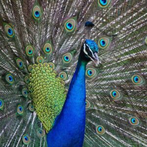 how did the peacock get its name and where does the word peacock come from