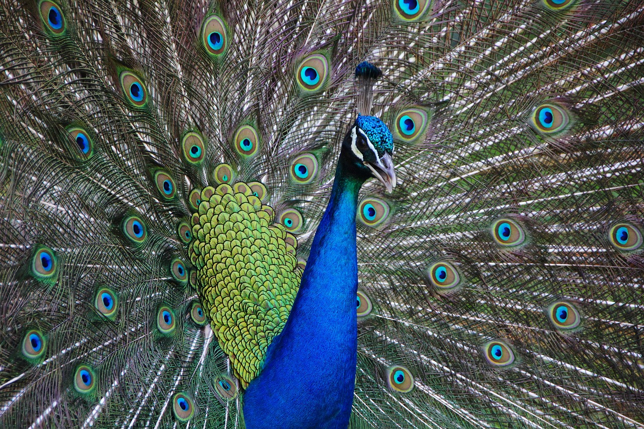 how did the peacock get its name and where does the word peacock come from