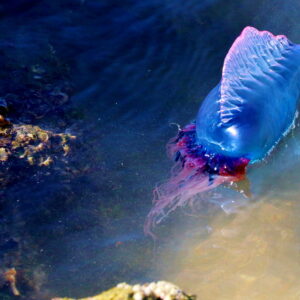 how did the portuguese man of war jellyfish get its name and how poisonous is its venom vs a cobra