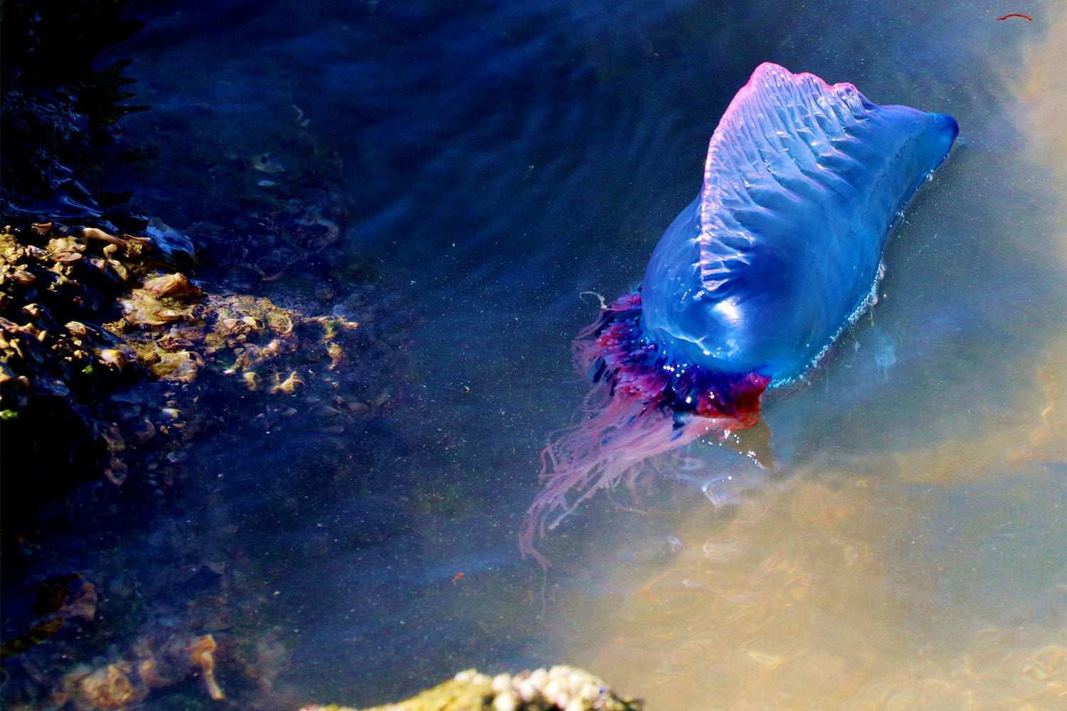 how did the portuguese man of war jellyfish get its name and how poisonous is its venom vs a cobra