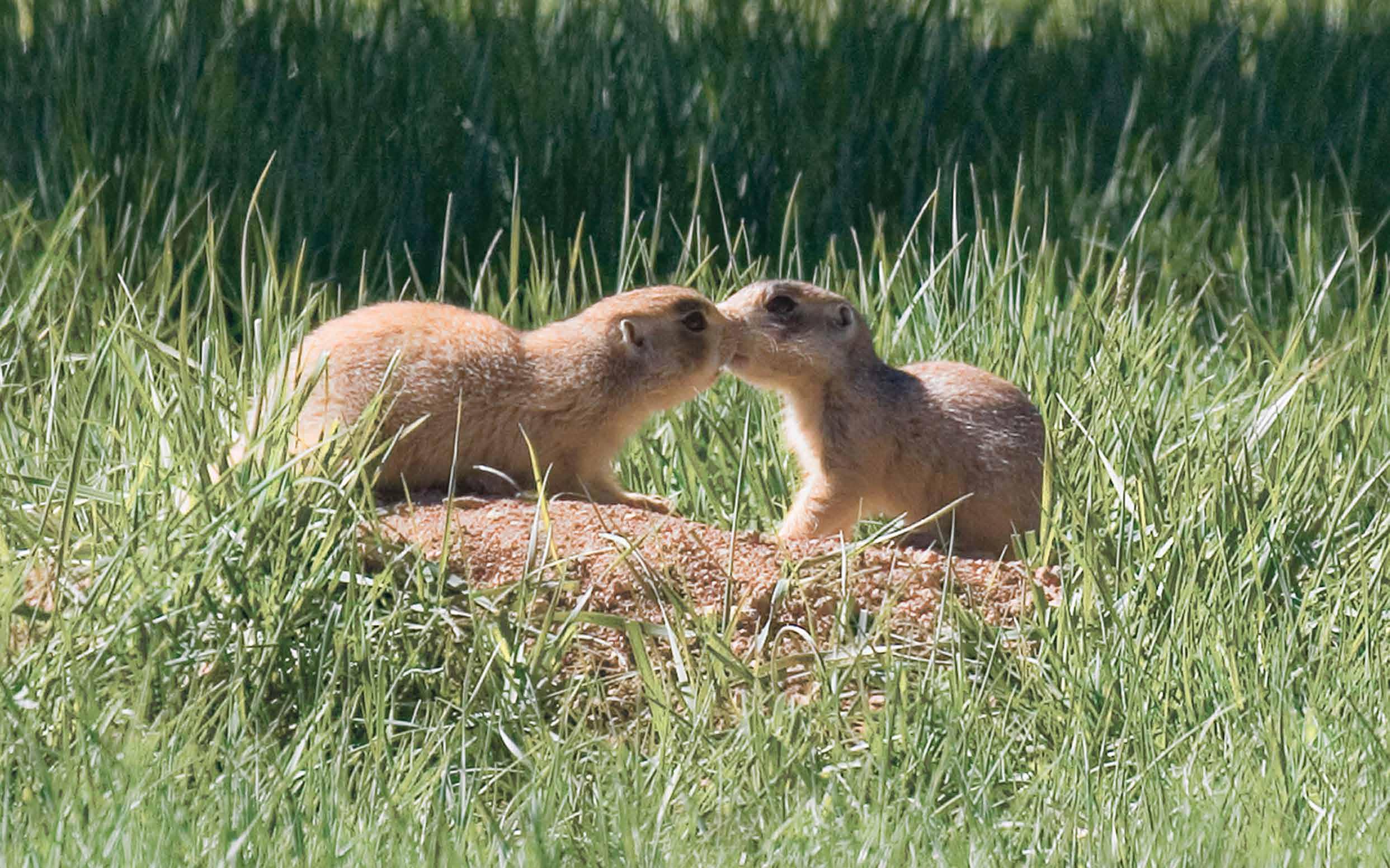 how did the prairie dog get its name and where did the rodent that is not a dog come from
