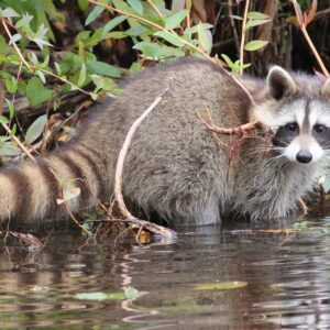 how did the raccoon get its name and where did it come from