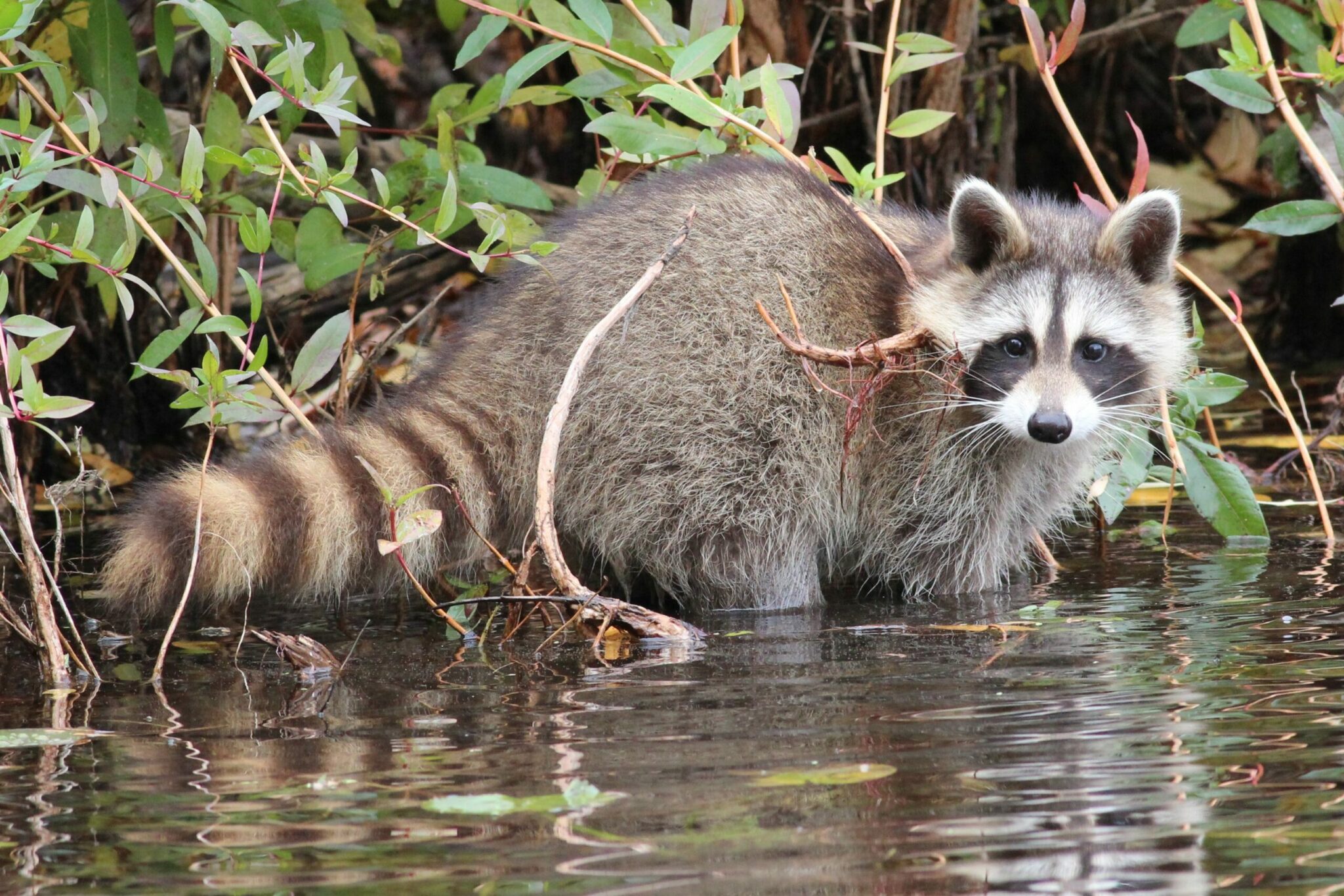 how did the raccoon get its name and where did it come from