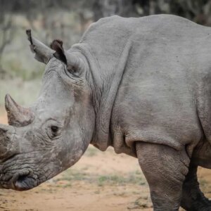 how did the rhinoceros get its name and why are rhinos not classified in the order artiodactyla with hippos