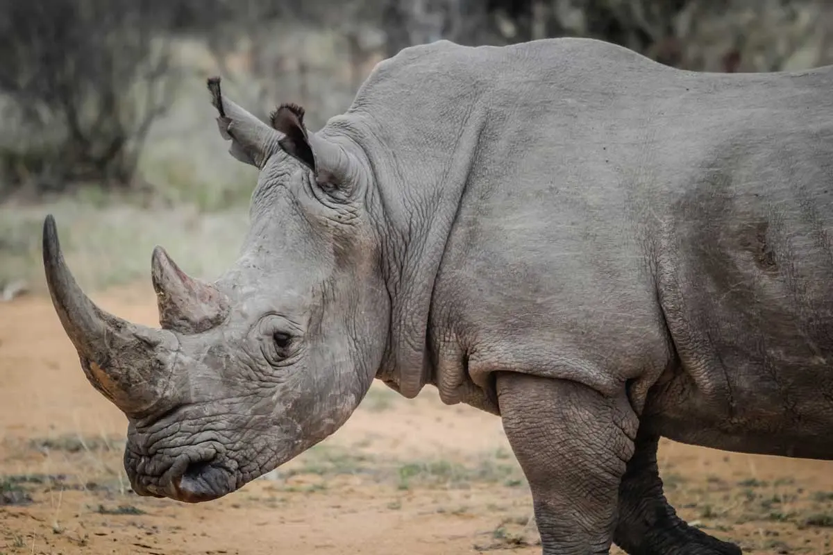 how did the rhinoceros get its name and why are rhinos not classified in the order artiodactyla with hippos