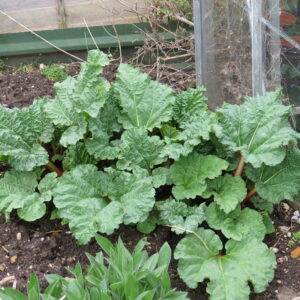 how did the rhubarb get its name and where does the word rhubarb come from