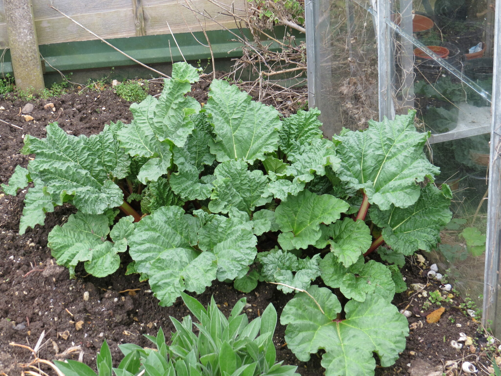 how did the rhubarb get its name and where does the word rhubarb come from