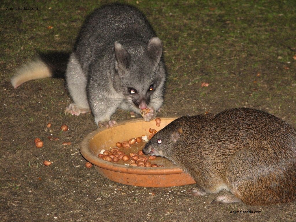 how did the small marsupial bandicoot get its name what does it mean and where does it come from