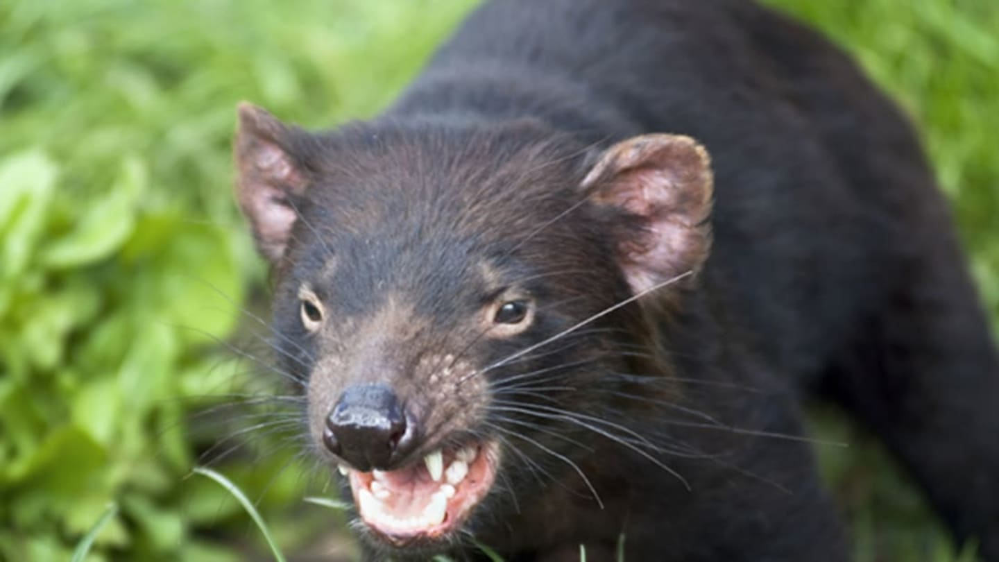how did the tasmanian devil get its name and where does it come from