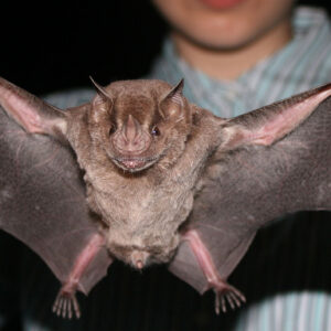 how did the vampire bat get its name