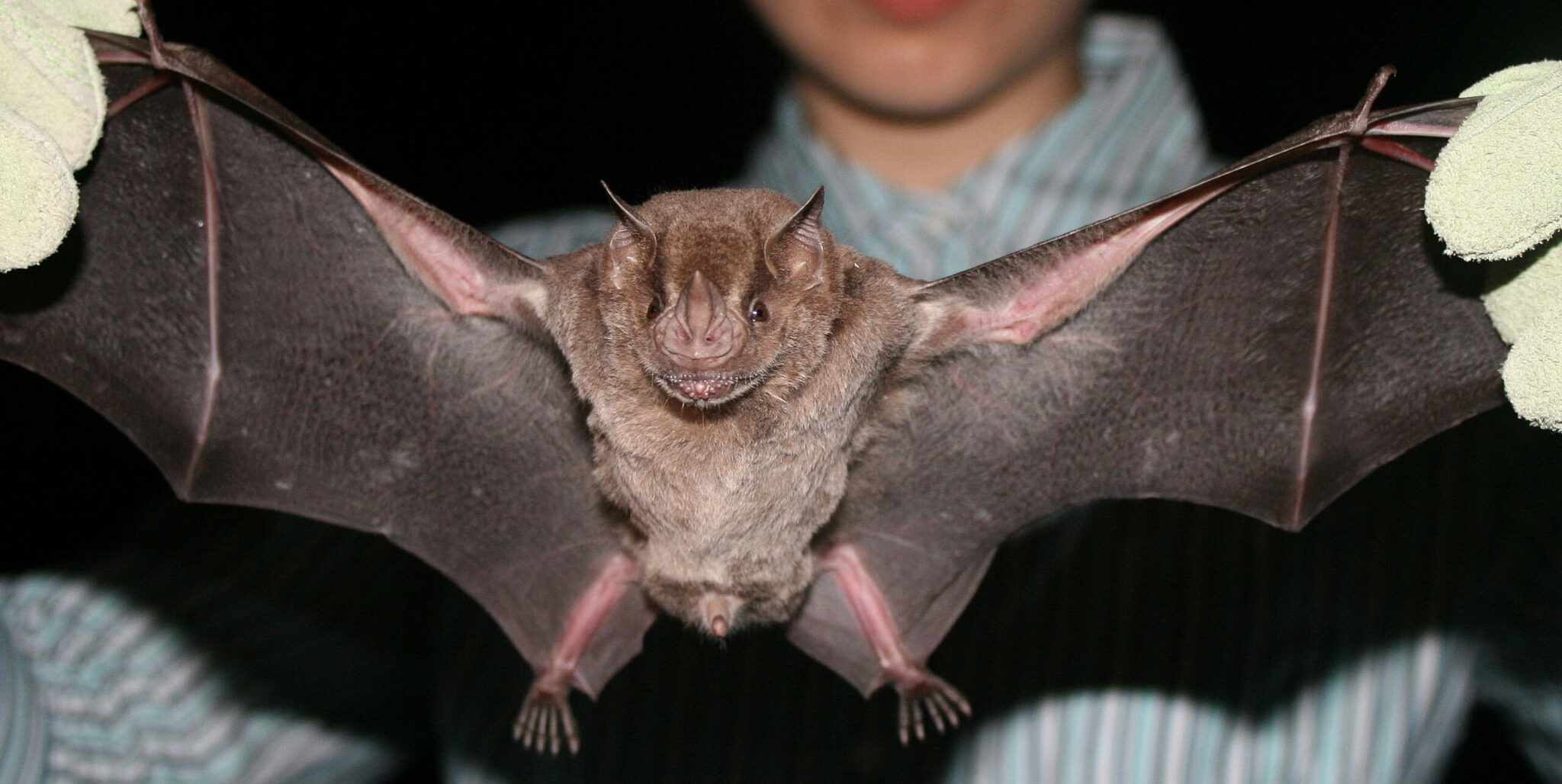 how did the vampire bat get its name