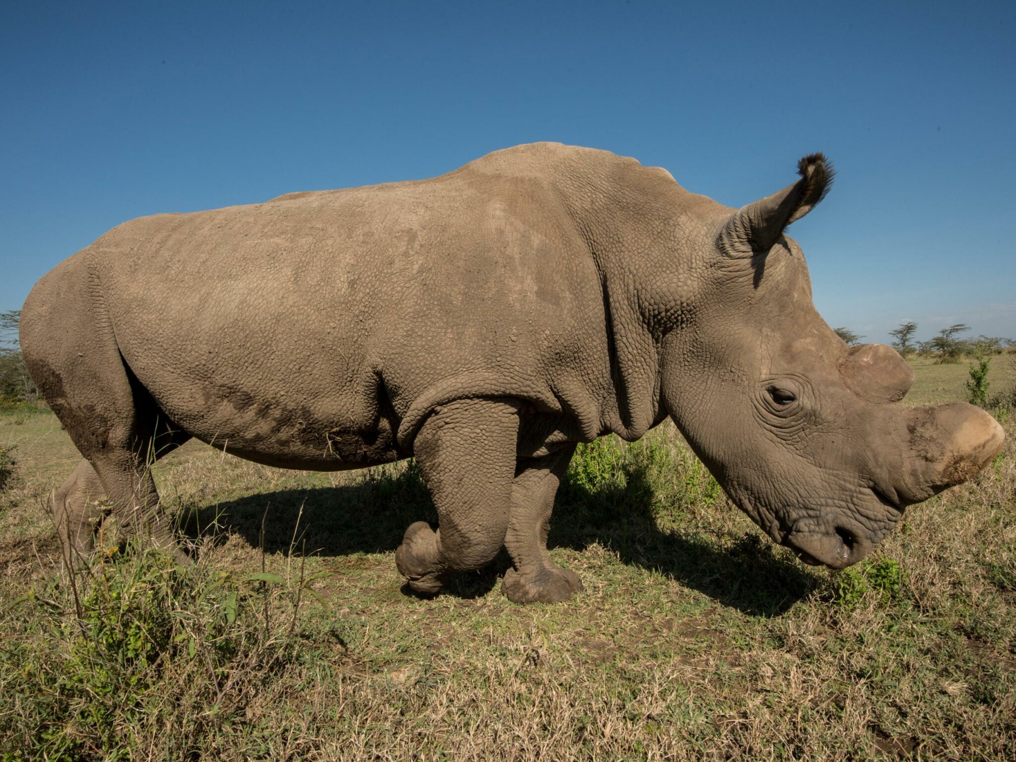 how did the white rhinoceros get its name and where does it come from