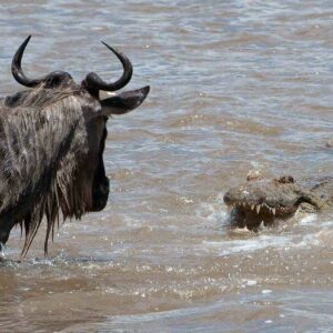how did the wildebeest get its name and what does it mean