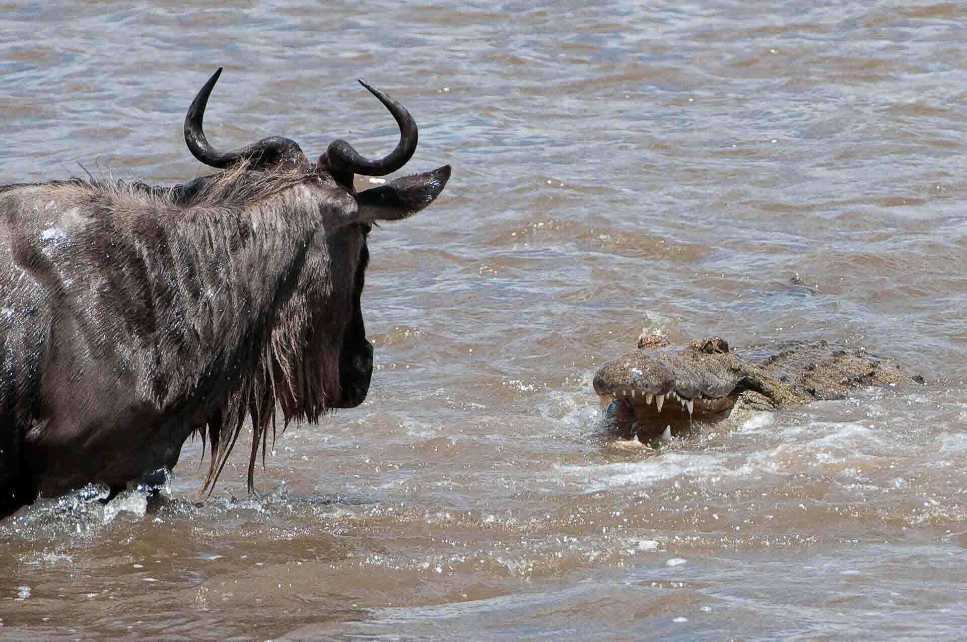 how did the wildebeest get its name and what does it mean