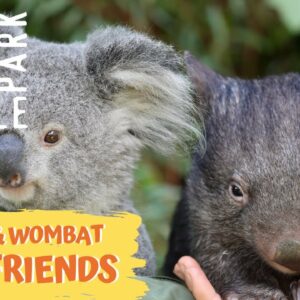 how did wombats get their name and where do they live in australia