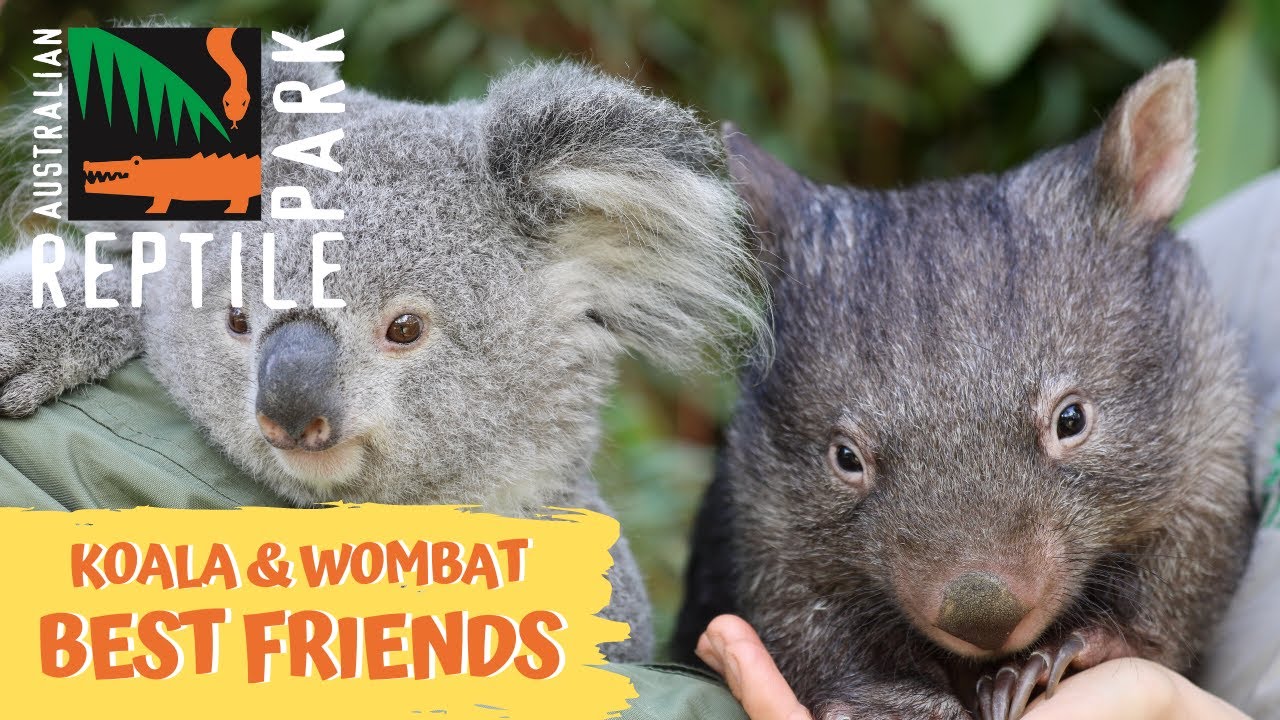 how did wombats get their name and where do they live in australia