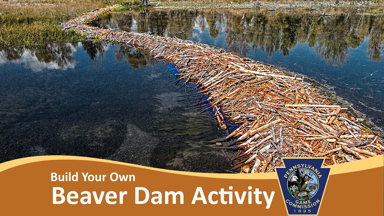 how do beavers build dams