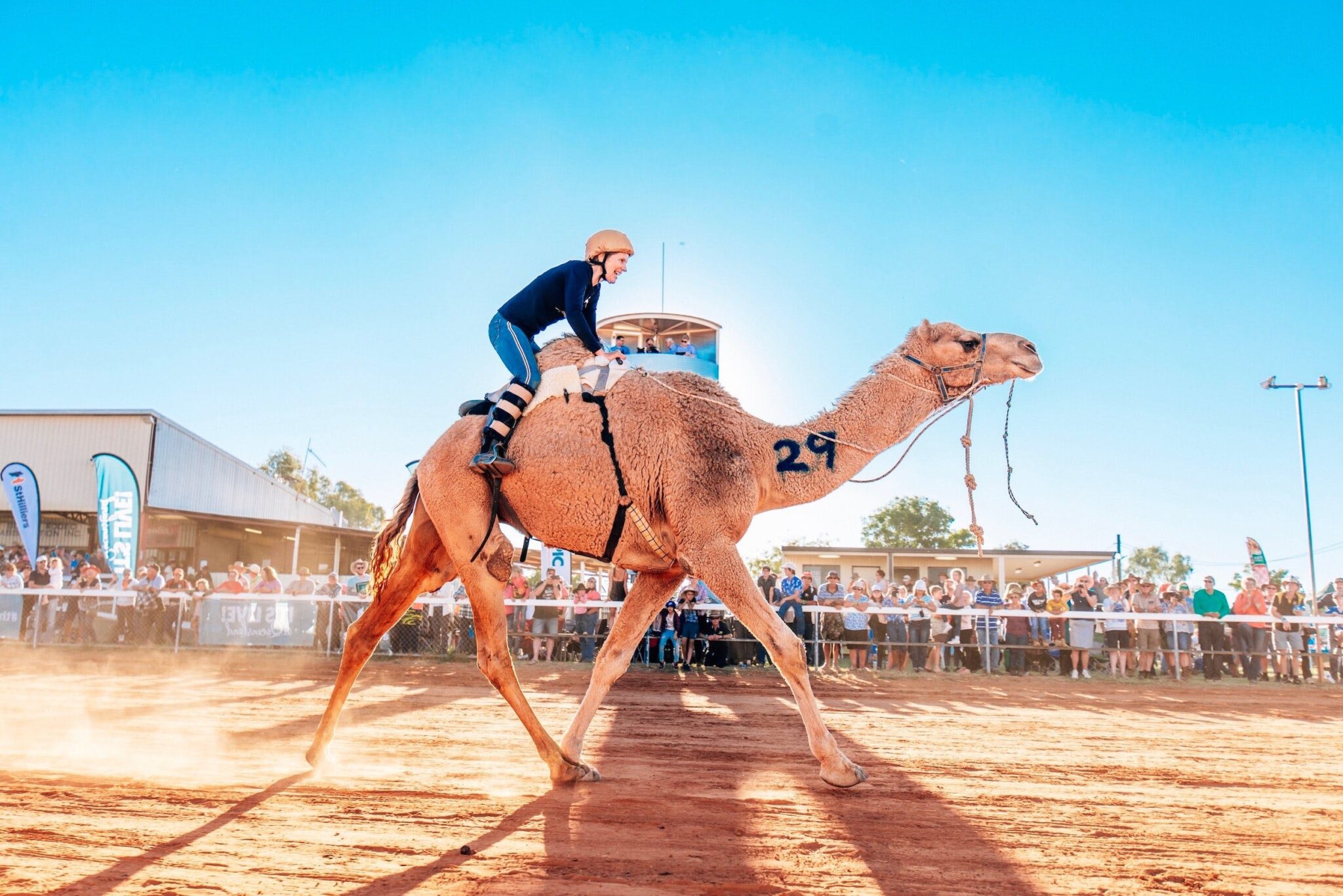 How do Camels Conserve Water in the Hot Dry Desert and Why do Camels Always Twitch their Noses?