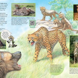 how do cheetahs communicate and what kind of sounds do cheetahs make