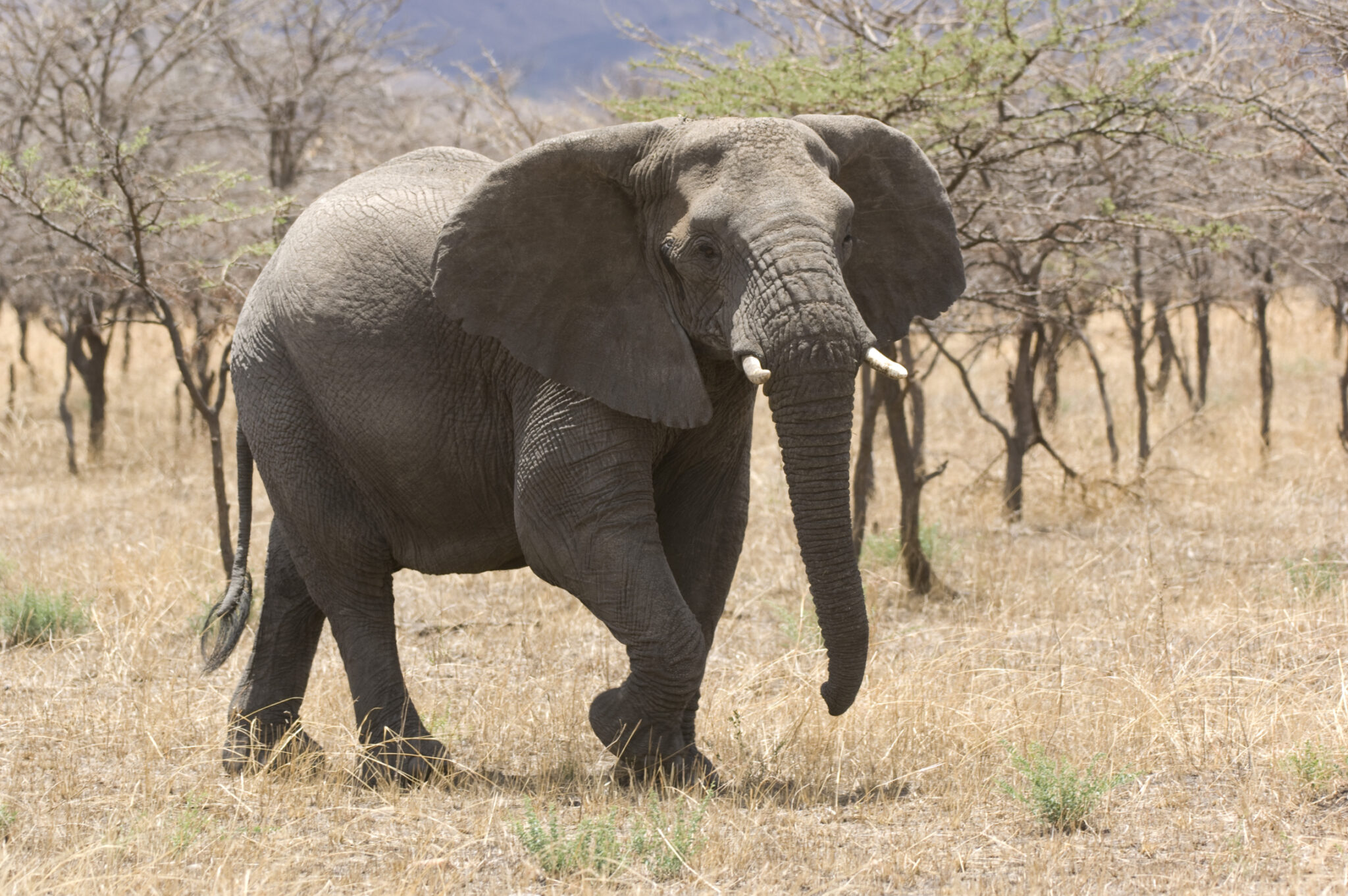 how do elephants communicate with each other and why do they make loud trumpet noises