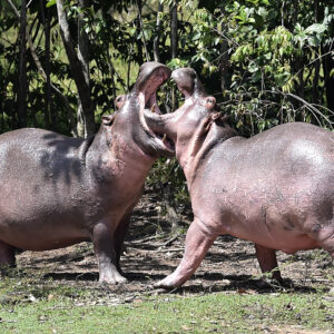 how do hippos communicate with each other and what type of sounds do they make