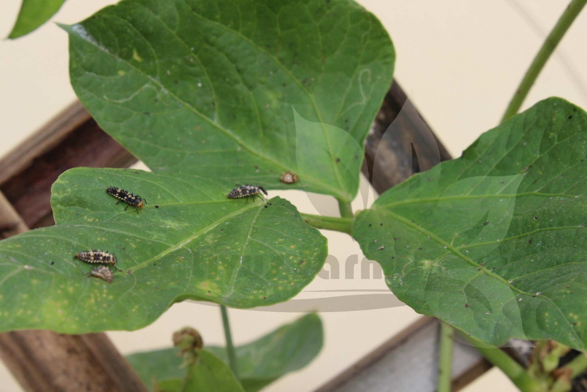 how do ladybugs help gardeners and farmers get rid of pests like aphids and scale bugs
