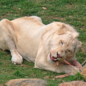 how do lions reproduce and how often do lions mate