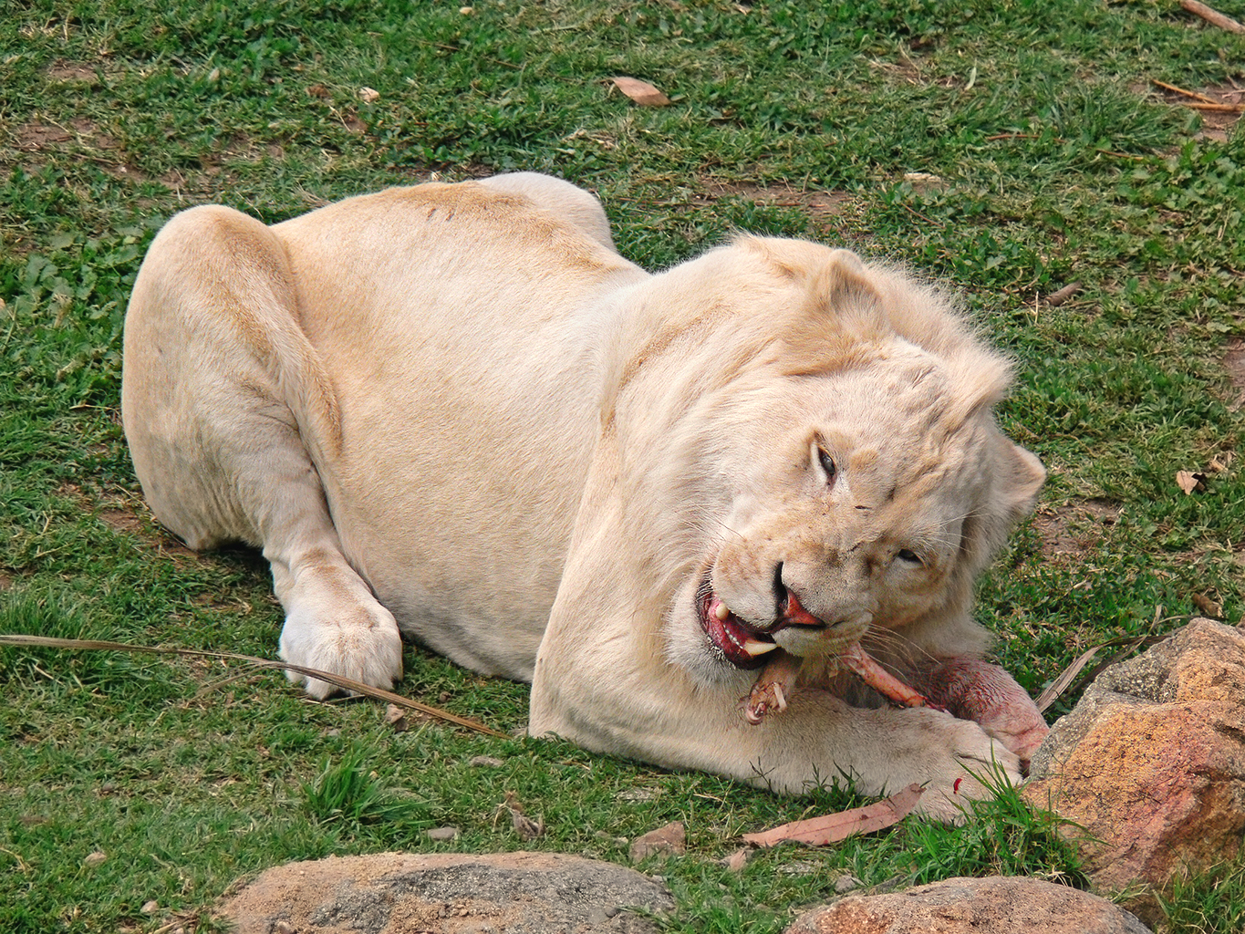 how do lions reproduce and how often do lions mate