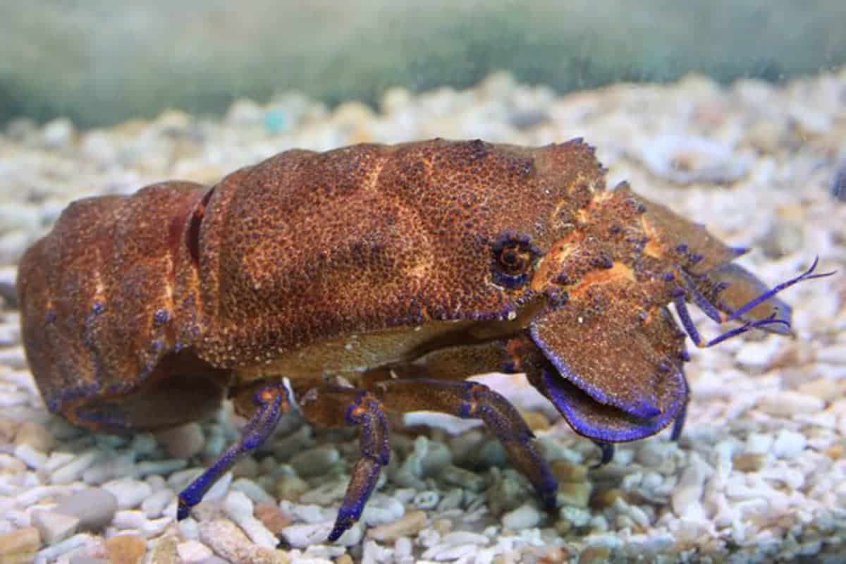 how do lobsters mate reproduce and lay eggs in the ocean